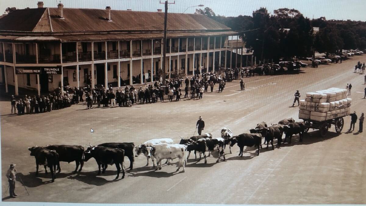 FAMOUS: Ron McKinnon's famous bullock team. Fourteen bullocks are pulling six tonnes of wool down the widest street in NSW at Trundle. Photo: Supplied.