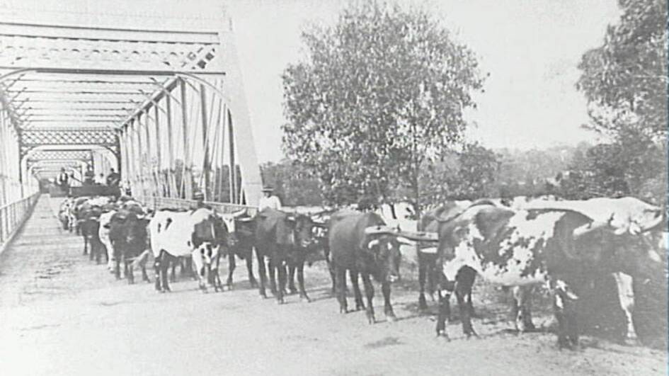 Cattle being driven across the Nowra bridge. Photo: Shoalhaven Historical Society