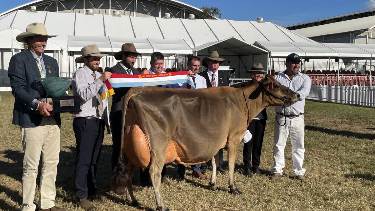 TOP COW: Cobargos Rocky Allen took out senior champion Jersey and the major award, supreme champion dairy female with eight-year-old Bushlea Irwins Jenny.