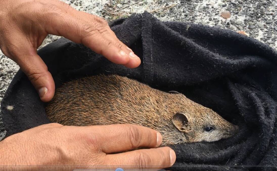 EXCITING FIND: The young adult southern brown bandicoot recently discovered in Booderee National Park. He was the first caught since February last year and didnt have a microchip so park managers know he was born in the park. Photo: Supplied