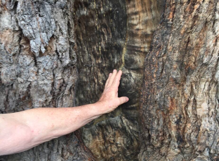 MASSIVE: One of the major bark removal scars on the Blackbutt which is estimated to be 400-years-old.