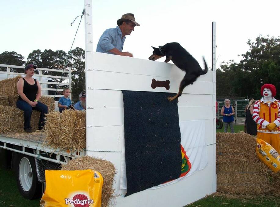 FLYING HIGH: The dog high jump always attracts plenty of interest.