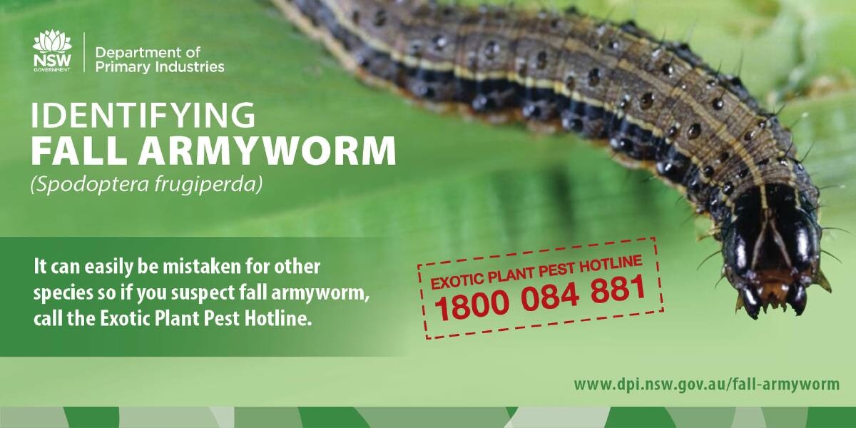 WARNING: Local farmers are being urged to be on the lookout for signs of damage and the presence of fall armyworm.