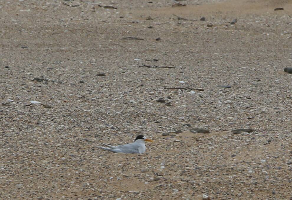 PROTECTION: A parent Little Tern sitting on its nest.