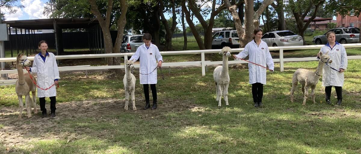 Competitors in the young alpaca paraders competition.
