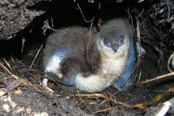 BURROWING: A Booderee National Park's Little Penguins in its burrow on Bowen Island. Image supplied