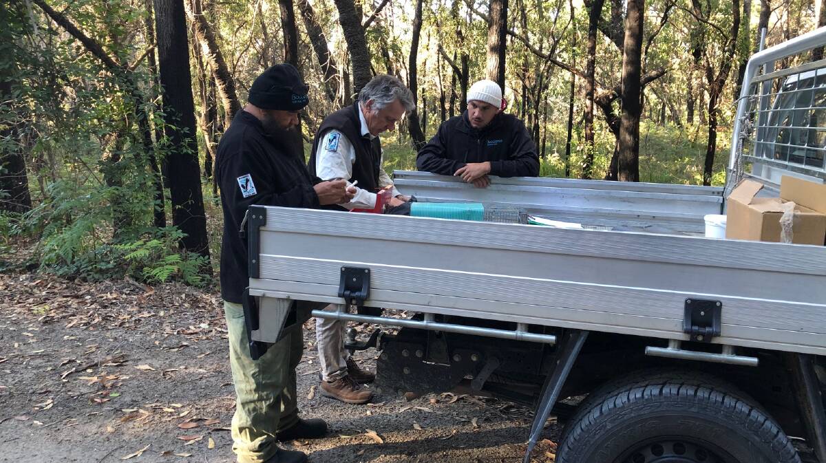 Booderee National Park staff working with the endangered eastern quolls and southern brown bandicoot. Photos: Supplied