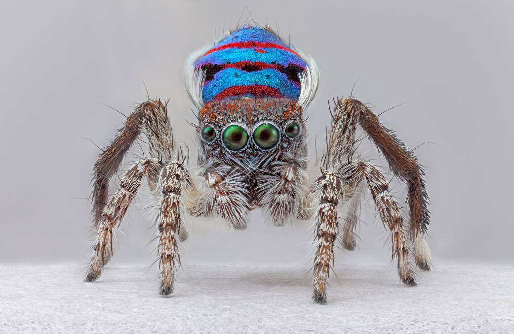 Maria Fernanda Cardoso's Dancing with Spiders brings the world of the tiny peacock spider into focus