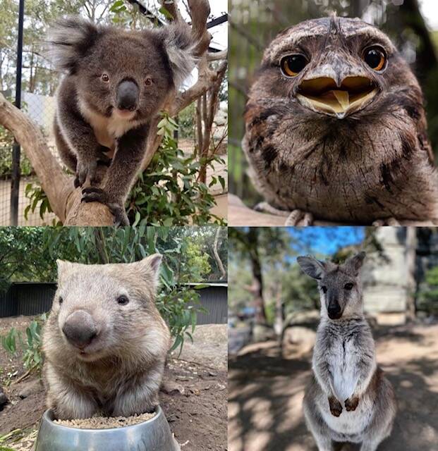 COME ALONG AND SAY GDAY: Some of the incredible animals you can see at Shoalhaven Zoo.Image: Shoalhaven Zoo
