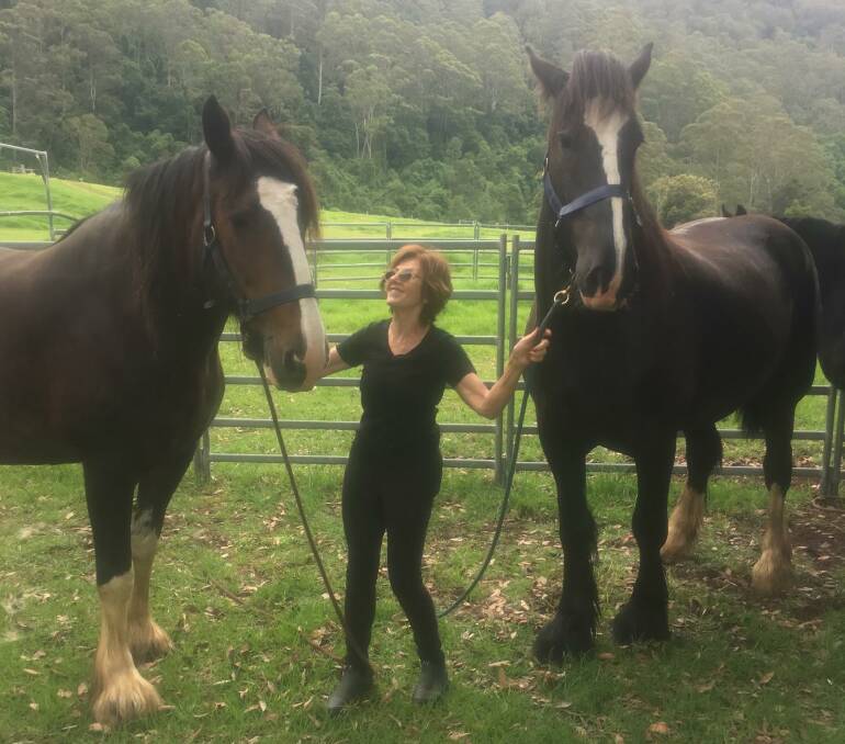  NEW STAR: Helene Scarf, of The Cedars Shire Horse Stud at Barranca in Kangaroo Valley, with Australias tallest horse Stormy George (right) and his mother Luscombe Joy. As a comparison Helene stands five foot seven inches tall.

