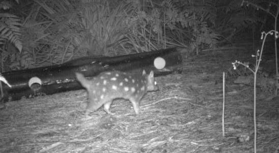 SURVIVOR: Snark the quoll on camera in the Booderee National Park. Photo: Rewilding Australia