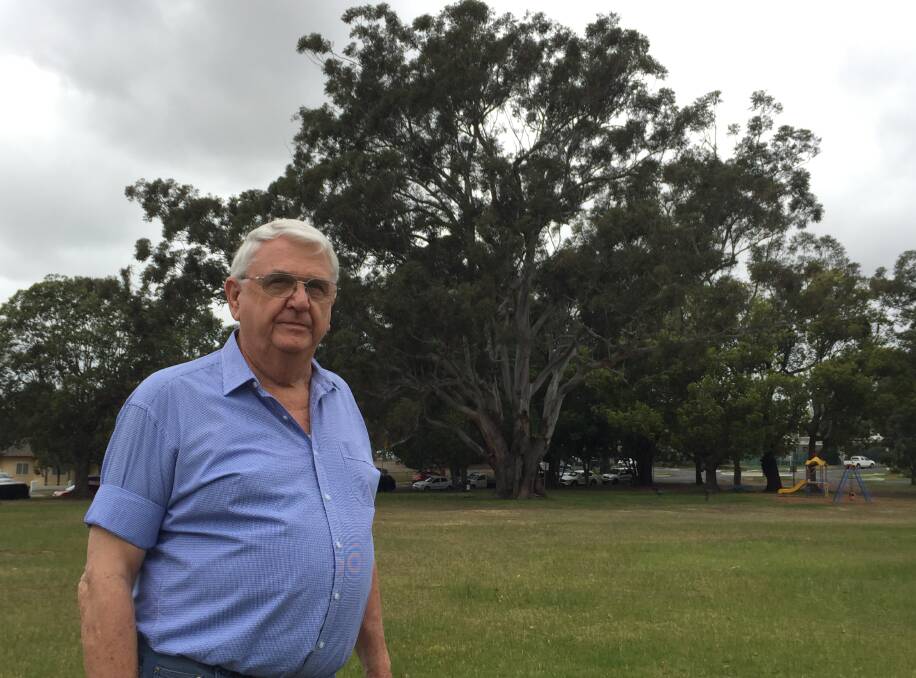 BEAUTY: Nowra man Bill Hancock with the massive Blackbutt tree at the south eastern end of the park which is on the .