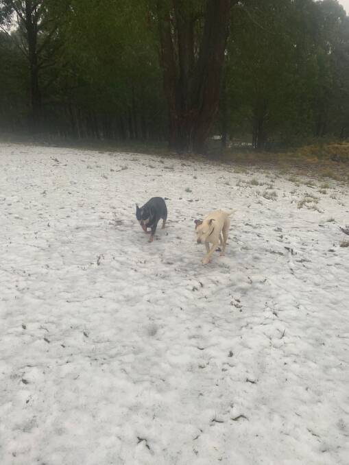 Pups take to the snow at Sassafras, west of Nowra.