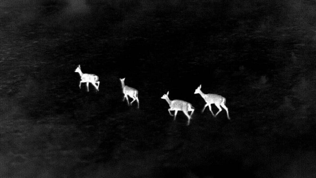 IN THE SIGHTS: Deer as seen through thermal imaging during South East Local Land Services biosecurity teams aerial surveillance operations.