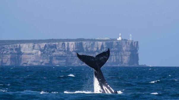 Spectacular show: The whales are putting on a spectacular show inside and outside Jervis Bay at the moment during their annual migration. Photo: Dolphin Watch Cruises - Jervis Bay. July 2018
