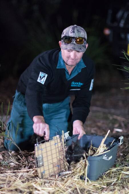 Another quoll released at Booderee. Photo: WWF Australia