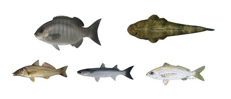 Environmental Protection Agency (EPA) released precautionary dietary advice for five fish species caught in the Shoalhaven River with raised PFAS levels (clockwise from top left) luderick (blackfish), dusky flathead, silverbiddy, sea mullet and sand whiting.