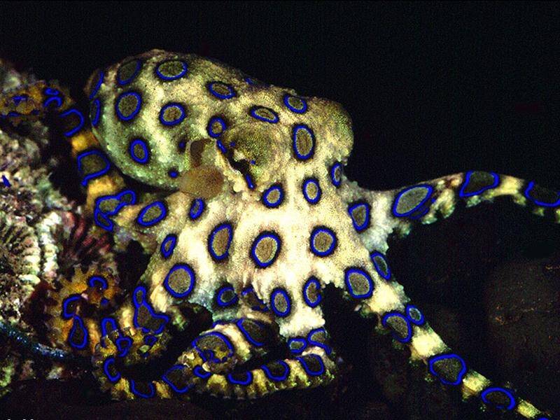 Another deadly South Coast inhabitant, the blue-ringed octopus.