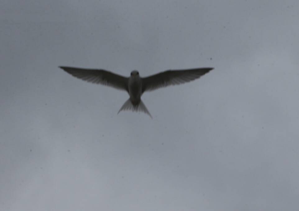WONDERS: The Little Terns themselves are very hard to capture in a photograph - they are very flighty when people and predators are around.