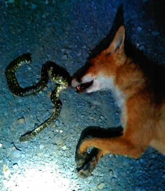 TARGET: A fox shot while eating a carpet python at Bundanon.