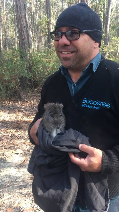RELEASE: Booderee National Park ranger Shane Sturgeon with a long-nosed potoroo. Photo: Parks Australia