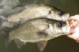 MUST BE RELEASED: Anglers are reminded that the annual fishing closure for Australian Bass and Estuary Perch from all rivers and estuaries in NSW started on May 1 for the next four months.
