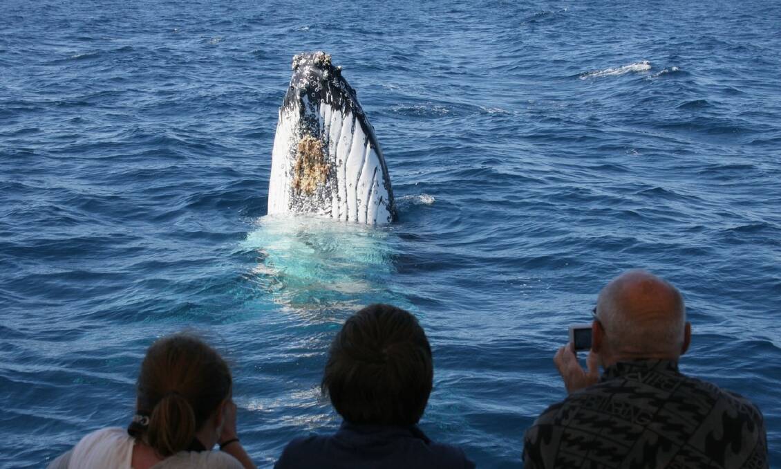 GENTLE GIANTS: You can see whales up close and personal in Jervis Bay. Image Dolphin Watch Cruises