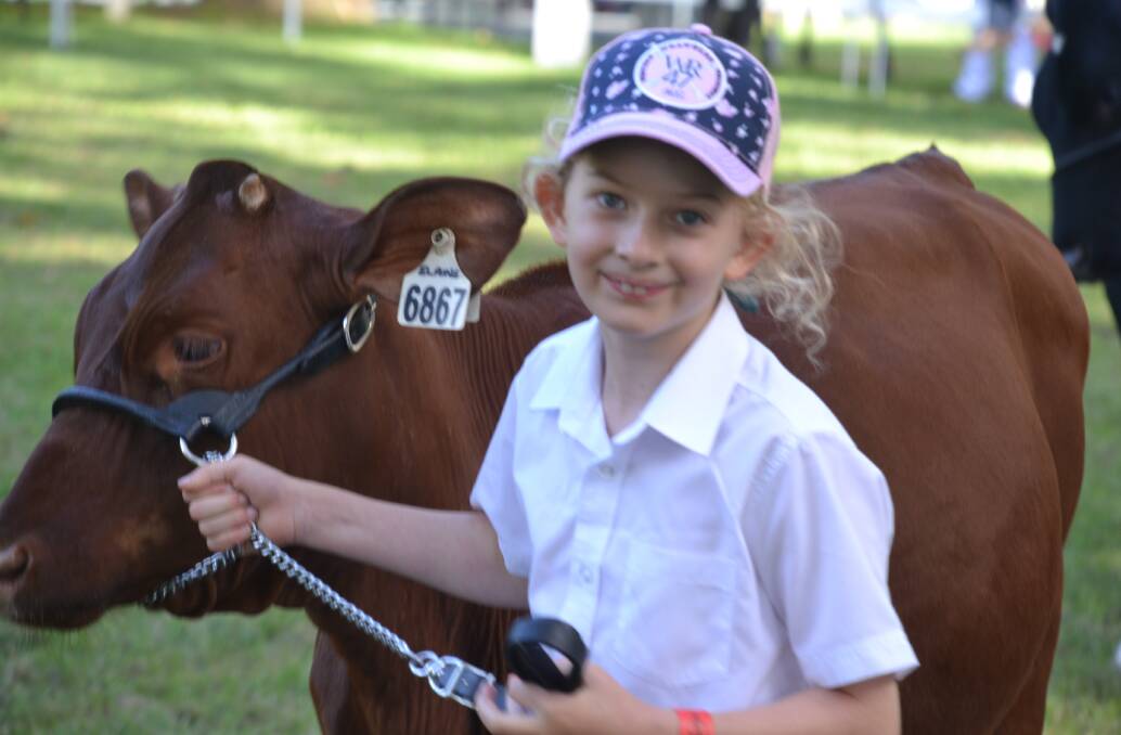 GREAT START: The Nowra Show made a specacular start yesterday with the dairy cattle judging. The junior paedrs in paticular was a highlight where 16 entries in the under 10 section tok to the ring. Six-year-old Lucy Cochrane is pictured with her heifer, Kangawarra Elaine.