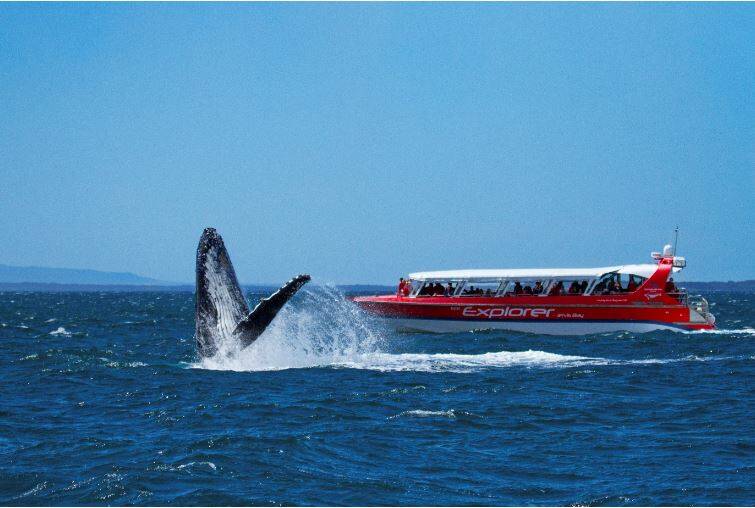 SPECTACULAR: The humpback whale migration has started early in 2021, with encounters in and around Jervis Bay always being special. Image: Dolphin Watch Cruises