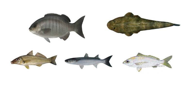 The five Shoalhaven fish species that EPA have issued a warning over (clockwise from top left) luderick, dusky flathead, silberbiddy, sea mullett and sand whiting. Images Department of Primary Industries (DPI).
