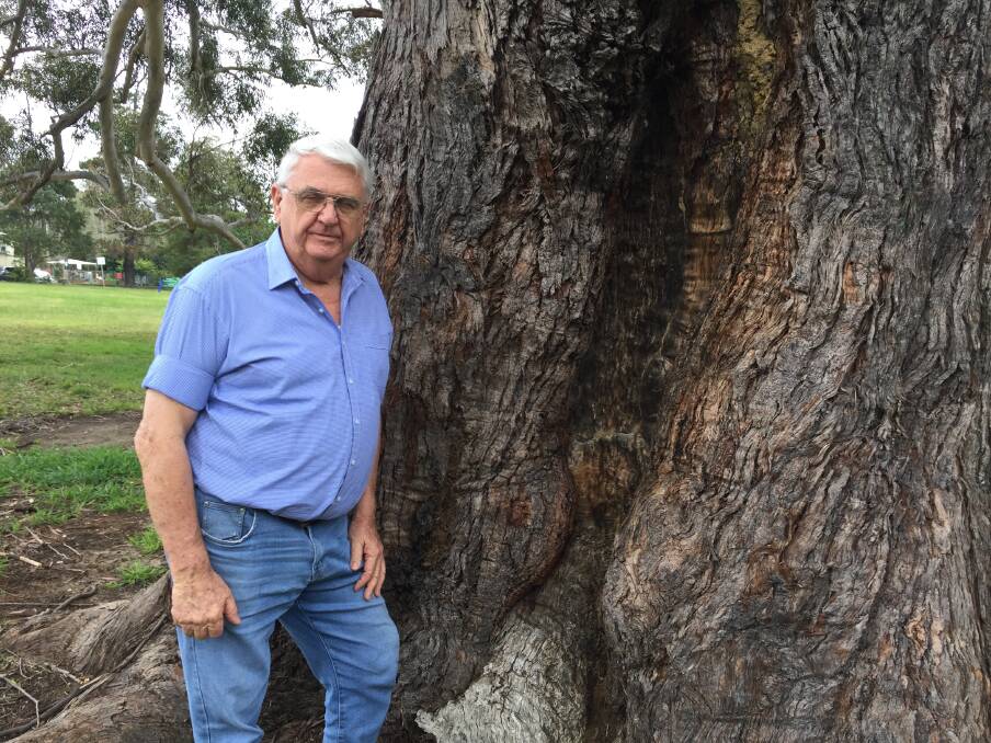 HISTORICAL SIGNIFICANCE: Nowra man Bill Hancock who has lived opposite Nowra Park for 45 years, shows one of the Aboriginal bark removal scars on the massive Blackbutt tree at the south eastern end of the park.