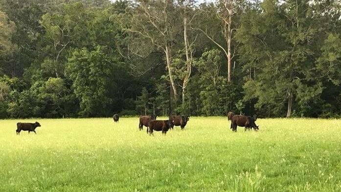 Officers from the Rural Crime Prevention Team found nine stolen Angus heifers at Upper Kangaroo River in May. Photo: NSW Police