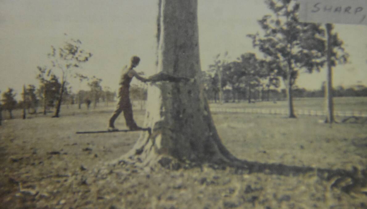 Ian cutting a large tree at South Nowra.