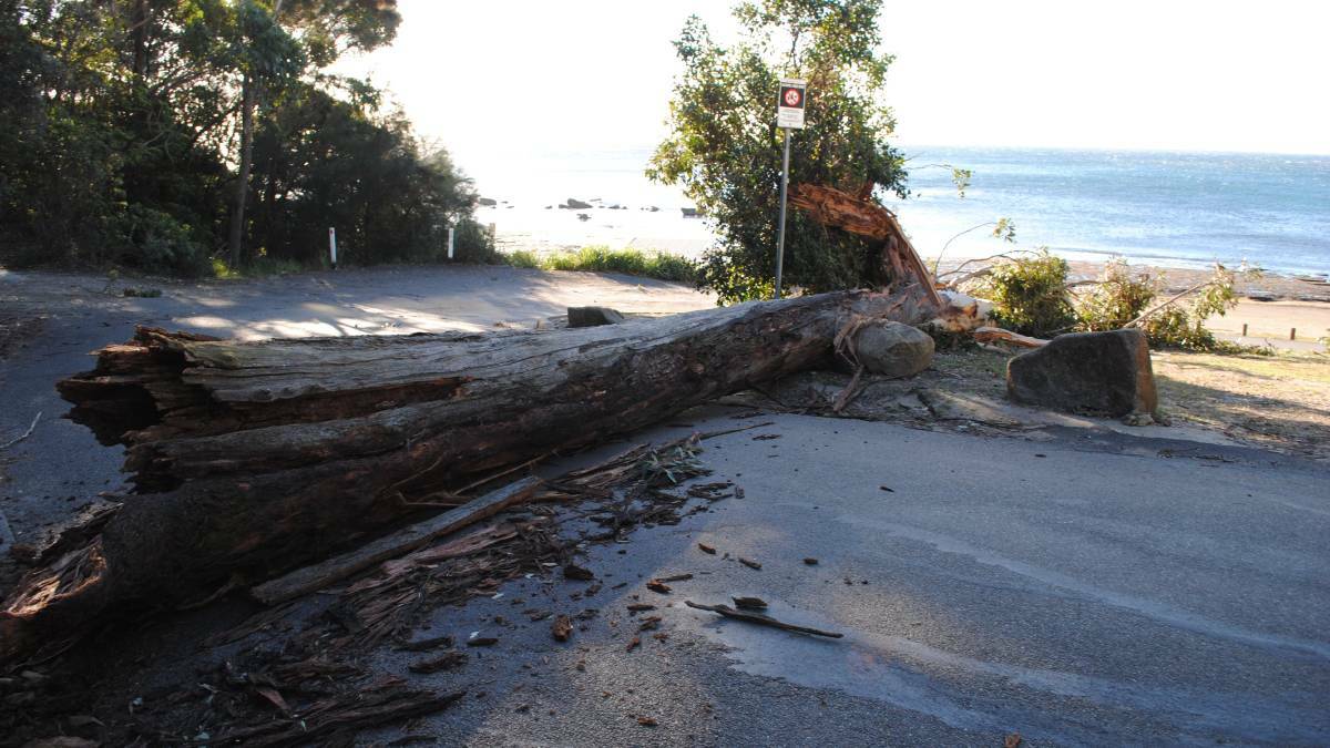 A tree blocking the road into the Mollymook Golf Club car park.
