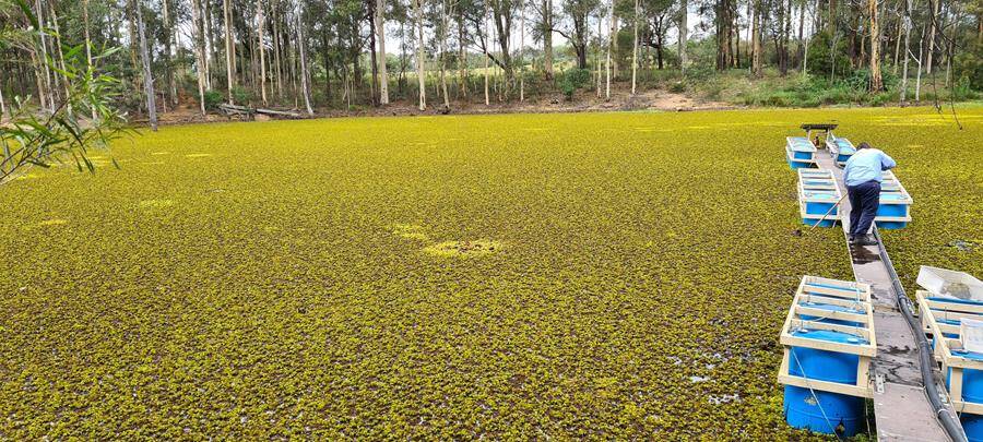 RELEASE: Shoalhaven City Council's Environmental Services staff release Salvinia weevils in Flat Rock Dam, west of Nowra.