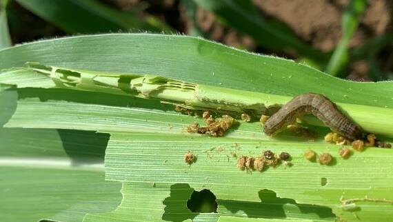 PEST: Damage inflicted on corn plants by fall armyworm. Image: Queensland DAF - NSW DPI Website