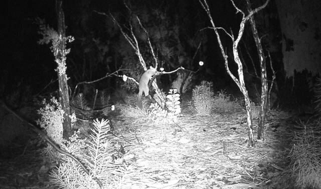 FROLIC: A possum is caught during a nightime frolic on Shoalhaven Landcare cameras. Image: Greg Thompson