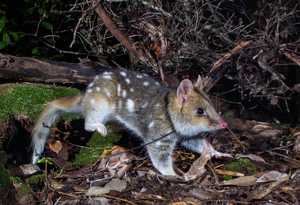ON THE LOOSE: A quoll leaving its log on its second night in Booderee. Photo: Jannico Kelk - Rewilding Australia