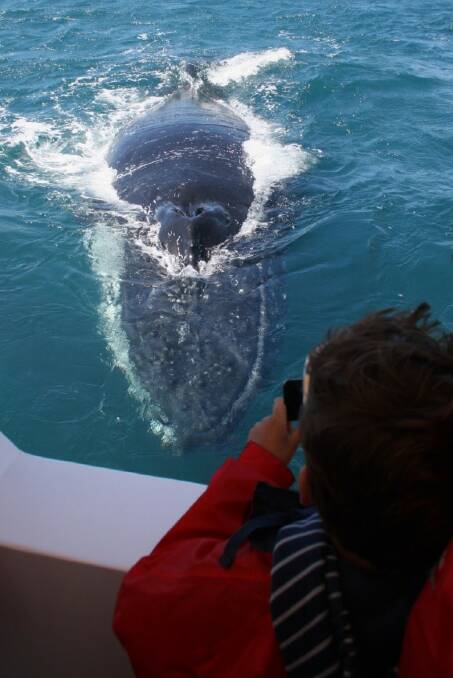 INCREDIBLE: With NSW reopening you will again have the chance to see the oceans gentle giants up close and personal in an off Jervis Bay. Image Dolphin Watch Cruises