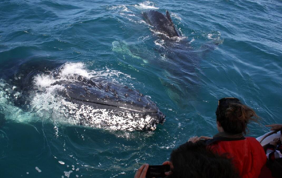CLOSE ENCOUNTERS: October is one of the peak months to witness whale migration in and off Jervis Bay. Image Dolphin Watch Cruises