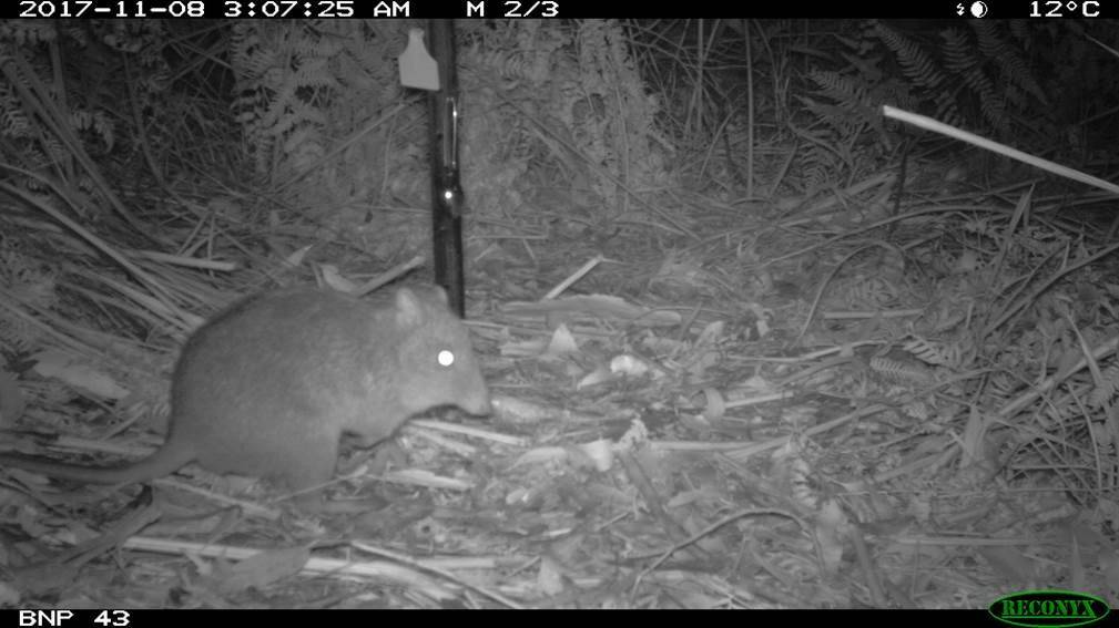 DAD? It is believed Booderee National Parks most famous long-nosed potoroo, Notchy, is the father of the joey spotted on camera. Photo: Parks Australia