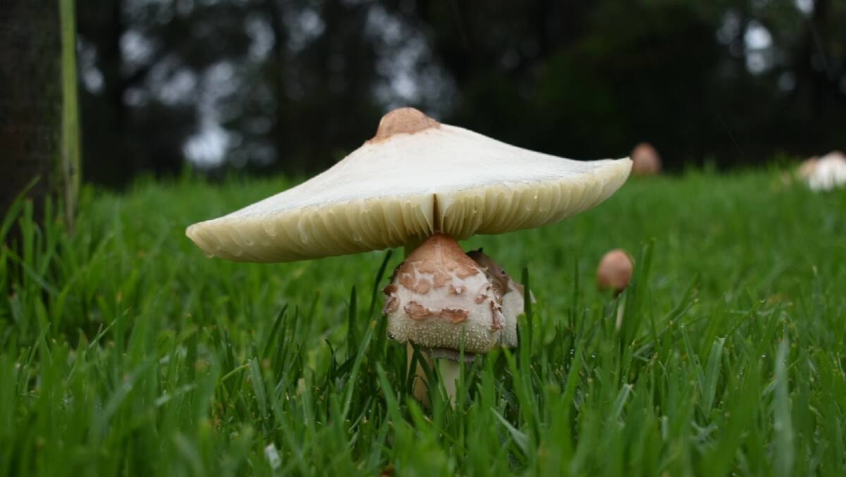 BEAUTY: Ben Krikstolaitis captured the beauty of nature, with a beautiful fungi that popped up at Plantation Point at Vincentia.