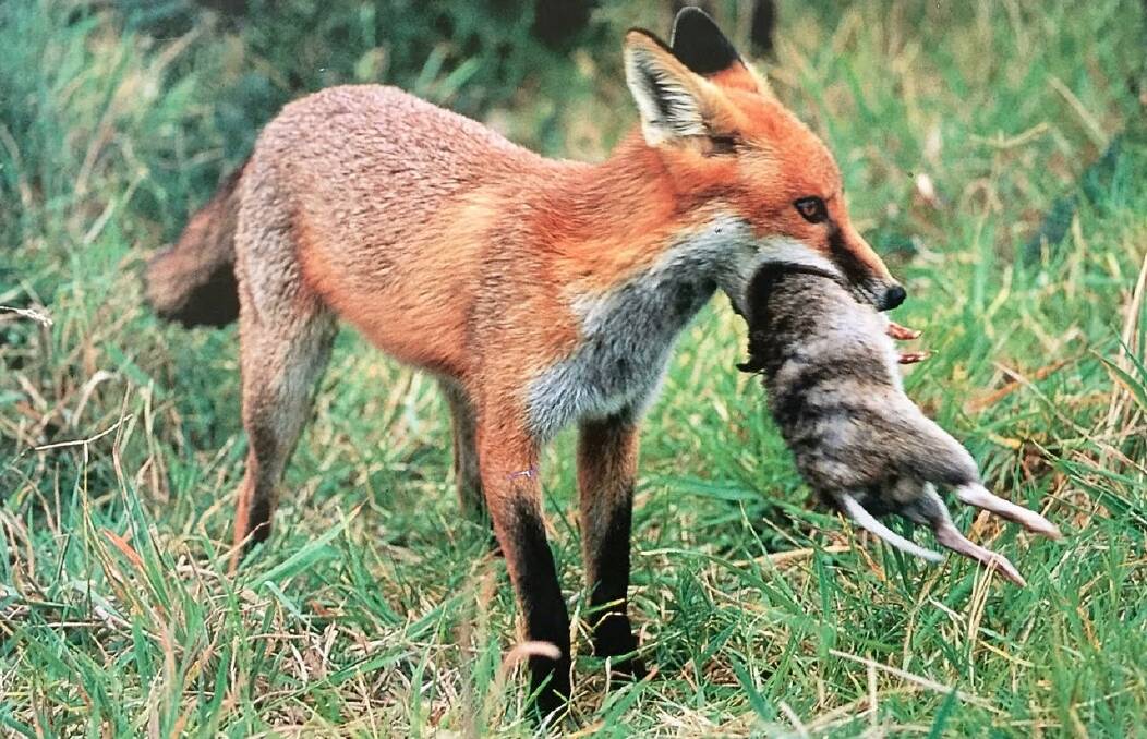 European fox with a bandicoot. The Berry to Budgong Fox Control Program has proved a great success removing  240 foxes from the area.
