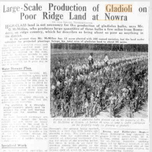 REPORT: An article on The Gladioli Farm from The Land on Friday, December 15, 1944. Trove
