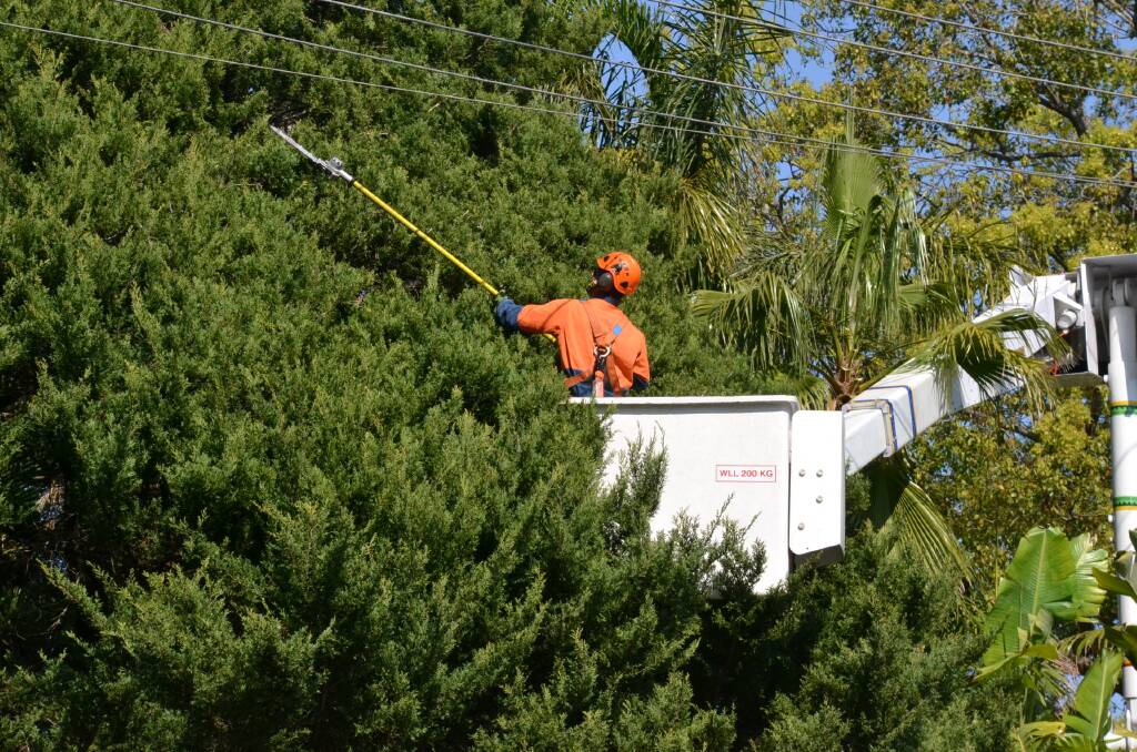 Endeavour Energy crews trim the two large conifers in front of Mr Dawson’s West Nowra property.
