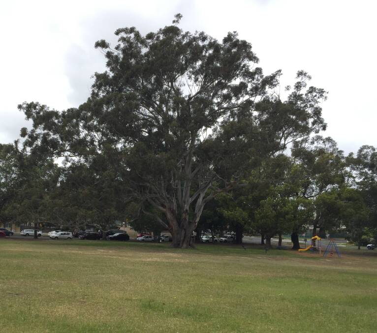 MAGNIFICENT: The 38m tall Blackbutt tree at Nowra Park, or the Recreation Ground as it is also known, has a circumference of 7.90m and a crown of 45m.