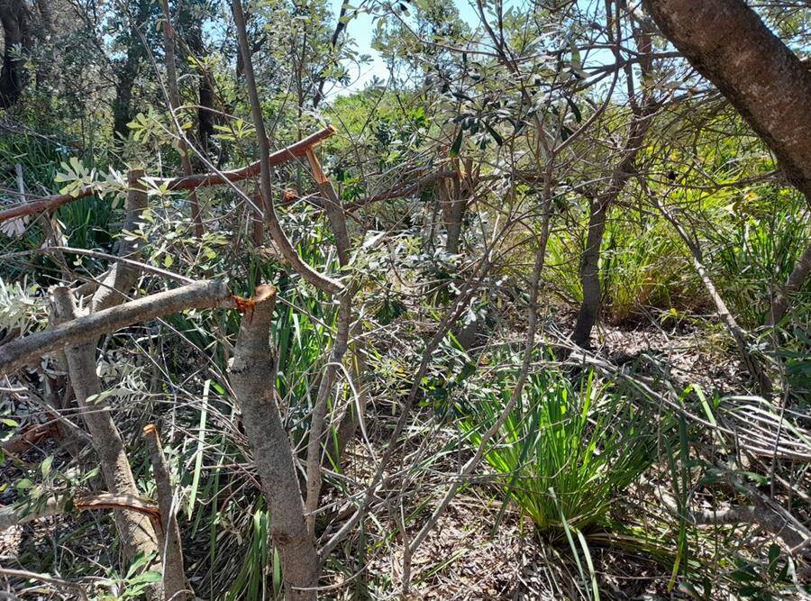 VANDALISM: Some of the damage to native trees and vegetation along Collingwood Beach at Vincentia. Image: Supplied