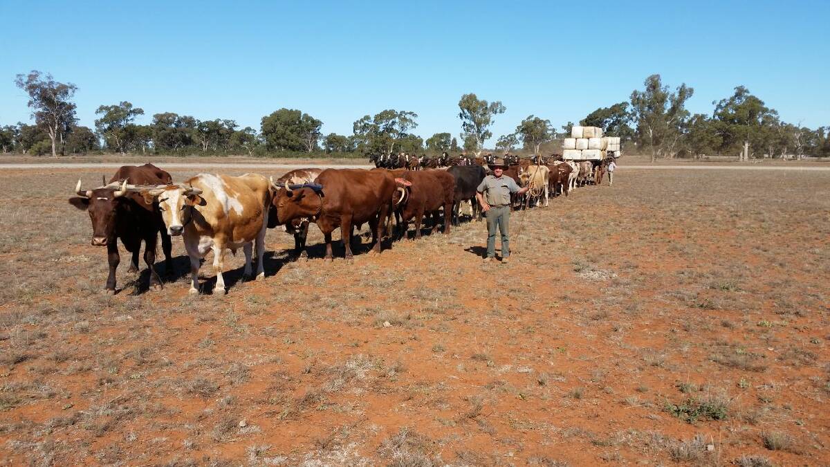 ON THE JOB: Ron McKinnon driving a team of 30 bullocks at the Heavy Horse Festival at Barellan. Photo: Supplied