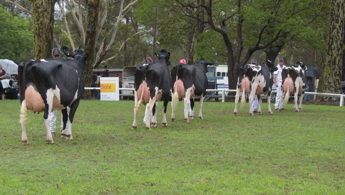 FIERCE COMPETITION: The dairy section of the Nowra Show always attract stiff competition.
