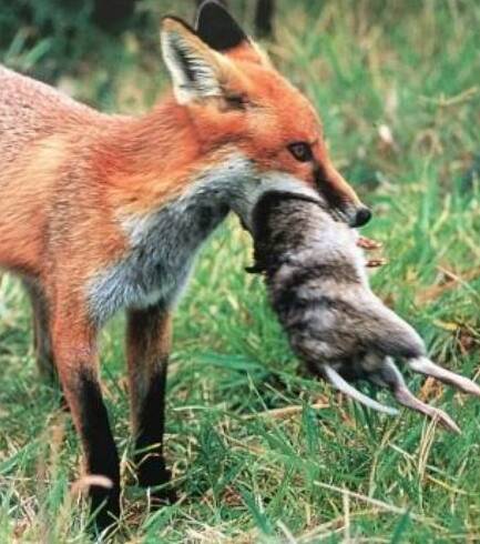 PREDATOR: Since their introduction 160 years ago, foxes have become Australia's number one introduced predator and have contributed to the extinction of many species of birds and small mammals.